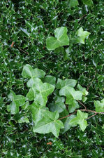 The holly and the ivy.jpg